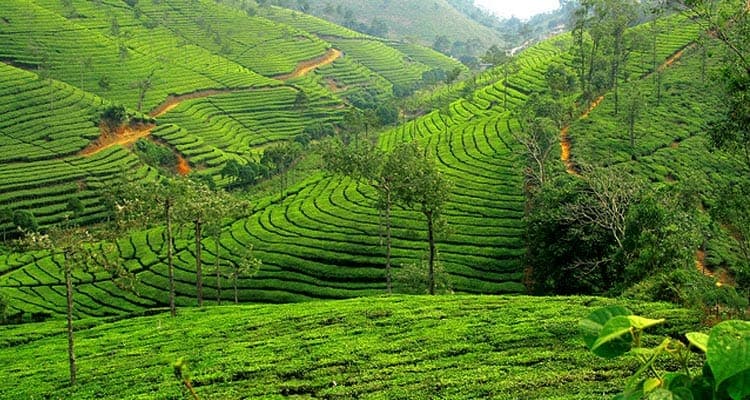 Tea plantation near Coonoor