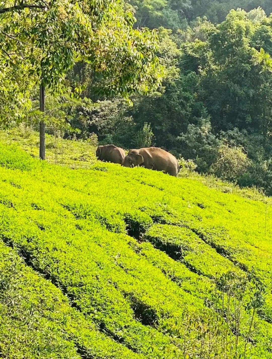 Elephants in a tea estate near SpringNest Stays